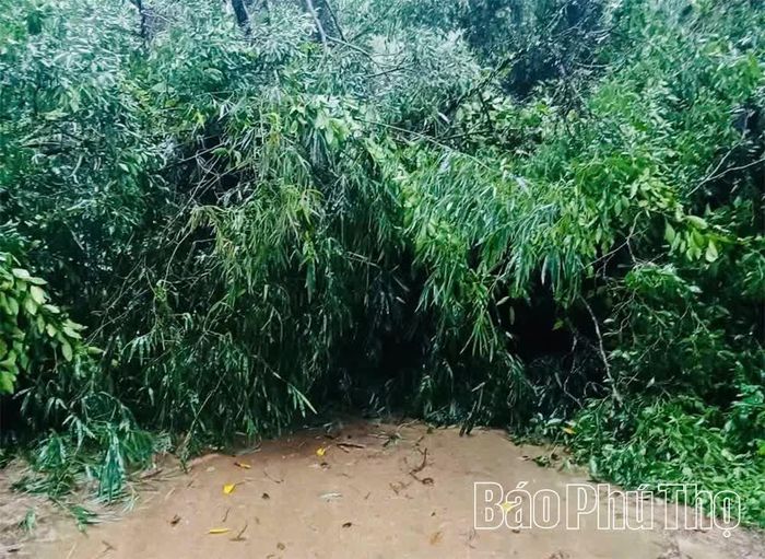 Cây đổ chắn đường, xã Toàn Thắng huy động lực lượng chức năng xử lý, đảm bảo an toàn giao thông.