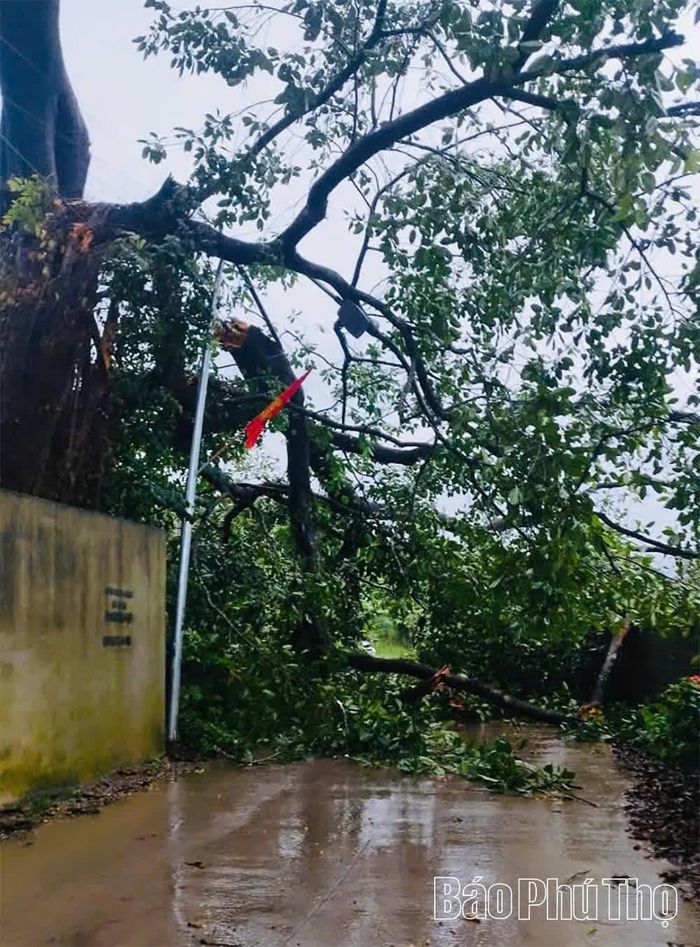 Cây lớn bị đổ do mưa bão trên địa bàn xã Lương Sơn, lực lượng chức năng đang di dời, đảm bảo an toàn giao thông.