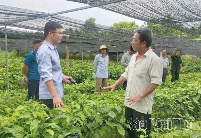 Anh Bùi Văn Tường (bên trái) trao đổi kỹ thuật trồng và chăm sóc cây lâm nghiệp.