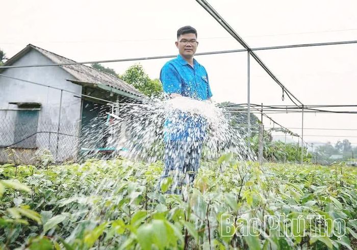 Anh Bùi Văn Tường chăm sóc vườn ươm cây giống.