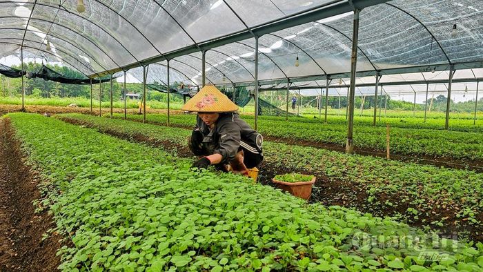 Nông dân xã Gio Linh linh hoạt ứng dụng khoa học kỹ thuật, nâng cao hiệu quả kinh tế từ mô hình trồng hoa cúc - Ảnh: P.K