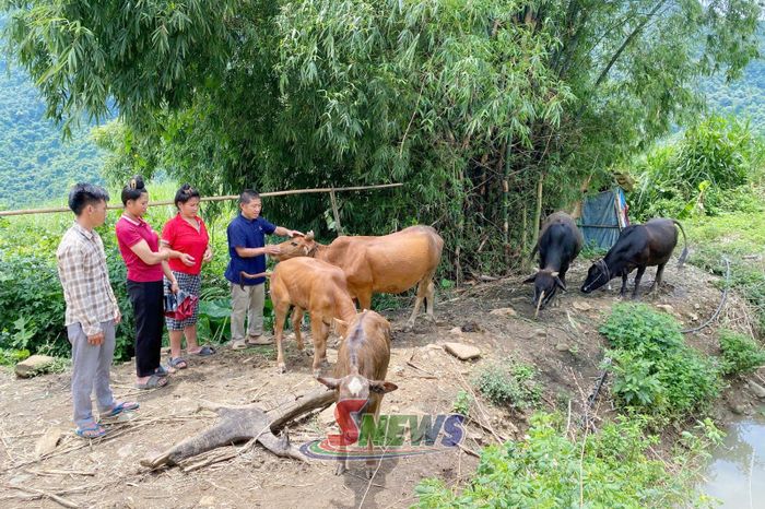 Từ nguồn tiền chi trả DVMTR nhiều hộ dân ở Yên Châu đầu tư phát triển chăn nuôi.