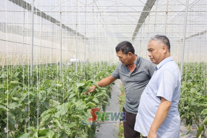 Mô hình sản xuất trong nhà lưới của HTX Đồng Xanh Na Lun, phường Mộc Châu.