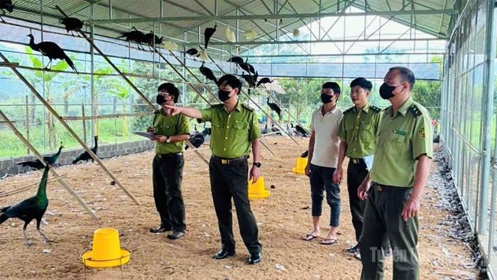 Hạt Kiểm lâm khu vực XI, kiểm tra chuồng trại và hướng dẫn chủ cơ sở thực hiện đúng phương án nuôi động vật rừng tại xã Vị Xuyên.
