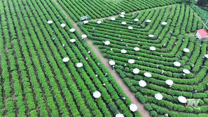 Các hợp tác xã luôn mong muốn mở rộng vùng chè, phát triển tập trung để đáp ứng các yêu cầu khắt khe của thị trường quốc tế. Trong ảnh: Vùng chè của Hợp tác xã Chè Hảo Đạt.