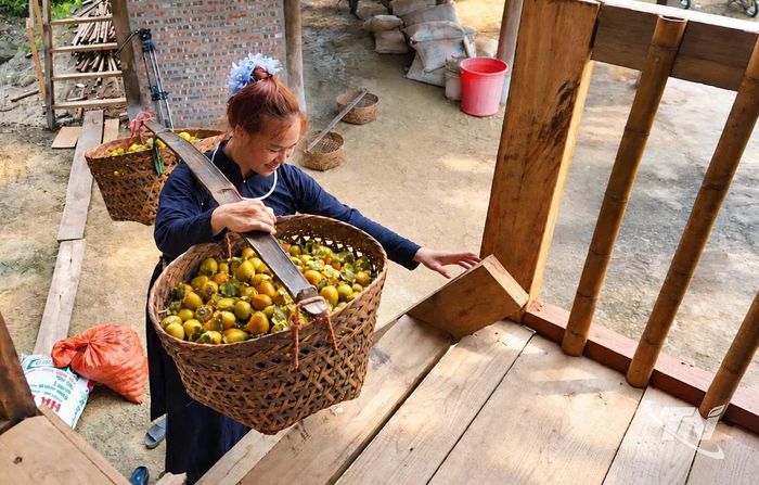 Thu hoạch hồng mang về ngâm.
