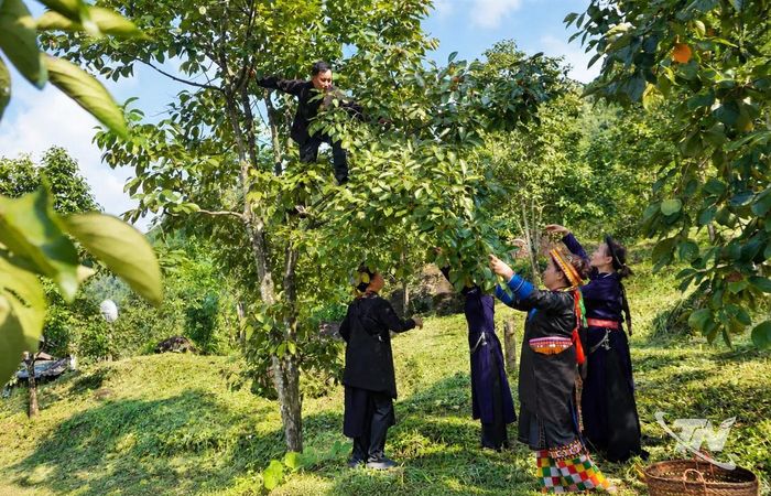Thu hoạch hồng cổ trên đỉnh Khưa Phát.