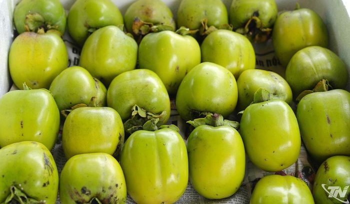 Đặc trưng của giống hồng này là quả có dáng vuông, chia múi rõ. Khi chín, lớp vỏ màu xanh vàng bóng và giống như màu của thân cây tre.