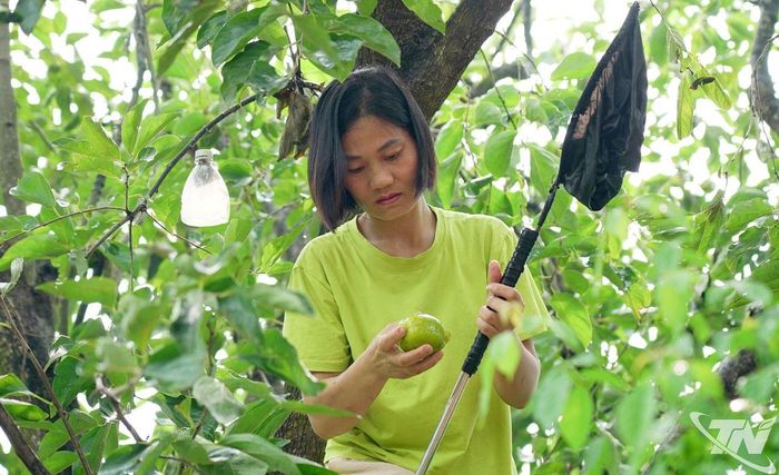 Đầu sào được gắn một túi lưới nhỏ giúp những trái hồng chín không bị rơi, rụng hay giập nát.