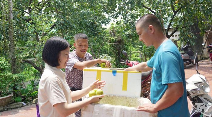 Thương lái thu mua hồng tại vườn.