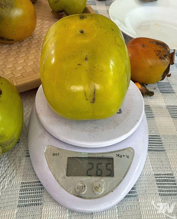 Với những quả mã đẹp, đạt kích cỡ lớn (khoảng 4-5 quả/kg), giá bán tại vườn hiện khoảng 100.000 đồng/kg.