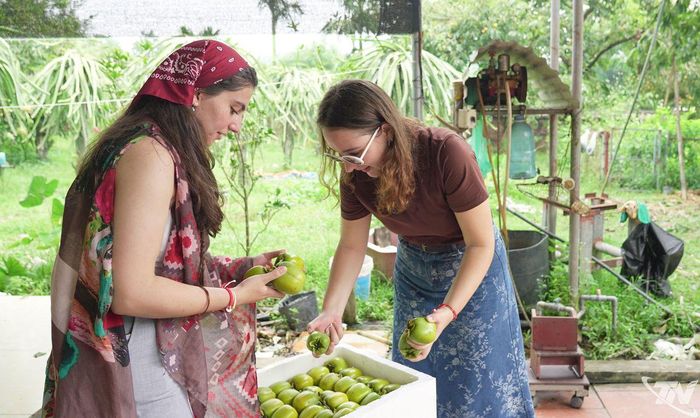 Du khách nước ngoài tìm đến tận vườn để tham quan và nếm thử trái hồng da tre.