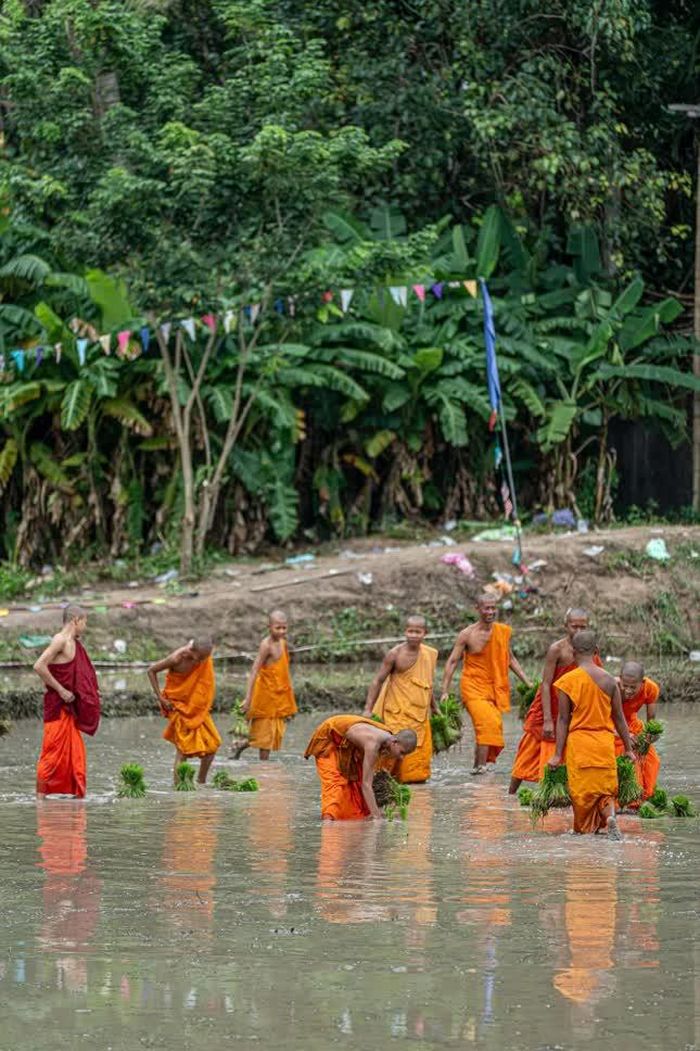 Giữa ruộng nước, hình ảnh các sư cùng người dân lao động tạo nên nét sinh hoạt mộc mạc của Phật giáo Nam tông Khmer