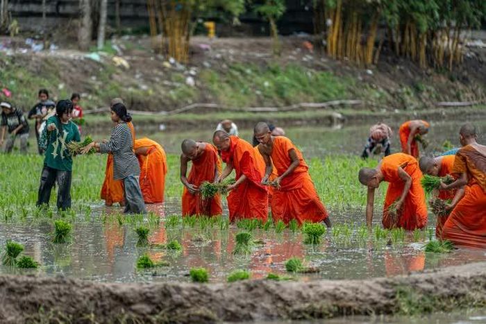 Từng bụi mạ được cấy xuống ruộng bằng những đôi tay của chư Tăng và người dân địa phương
