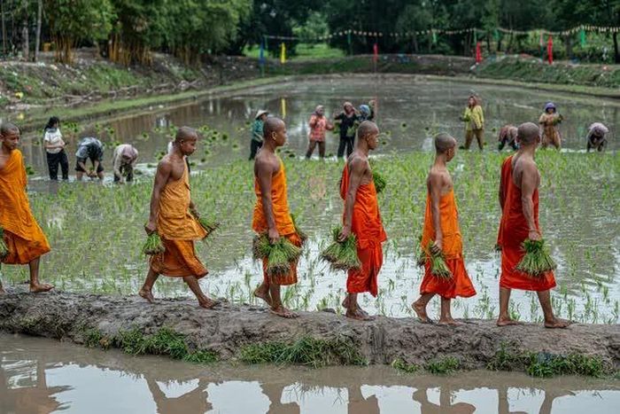 Từ chùa, các sư nối bước nhau ra đồng với mạ trên tay