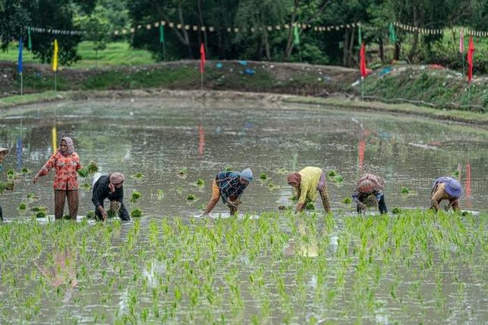 Buổi cấy mạ là dịp để cộng đồng cùng góp công cho nhà chùa, gìn giữ tinh thần tương trợ trong đời sống phum sóc