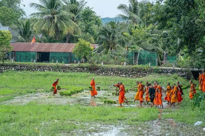 Các sư chùa Rô trực tiếp xuống ruộng, cùng nhau cấy những hàng mạ đầu tiên