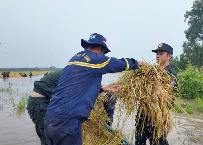 Đối với diện tích chưa đến thời điểm thu hoạch, lực lượng chức năng phối hợp với người dân thực hiện các biện pháp bảo vệ, hạn chế nguy cơ thiệt hại do nước dâng và mưa lớn.