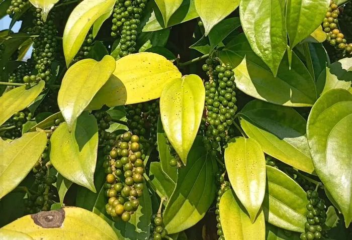 Giá tiêu trong nước hôm nay duy trì ổn định. Ảnh minh họa