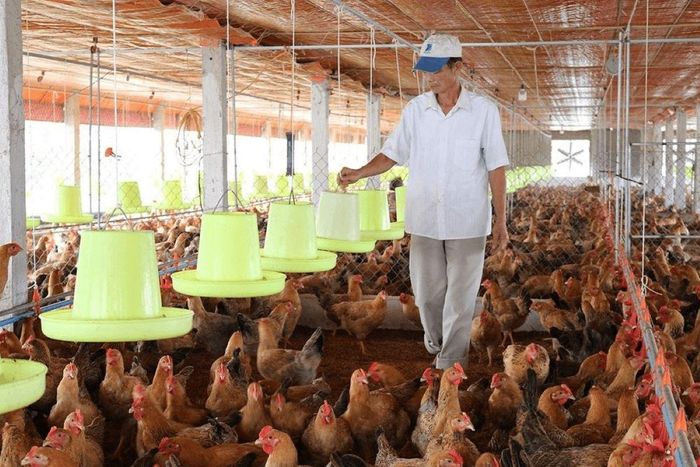 Việt Nam đang sở hữu ngành chăn nuôi có quy mô đáng kể trong khu vực và thế giới - Ảnh minh họa