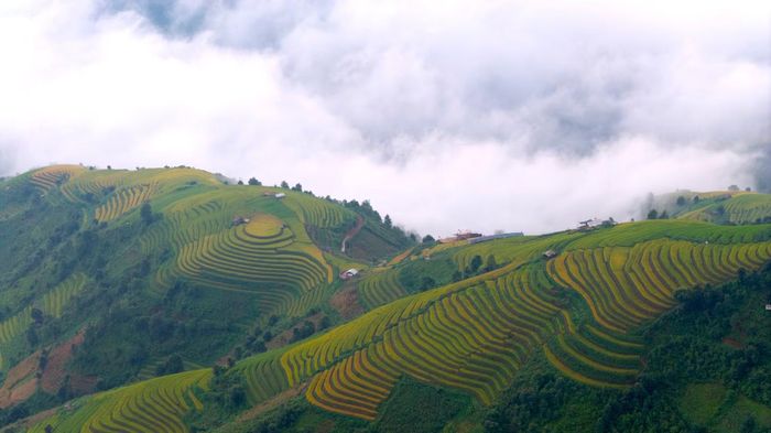 Giữa tầng mây và núi rừng, những thửa ruộng bậc thang Xím Vàng nổi bật trong sắc vàng rực rỡ của mùa lúa chín.