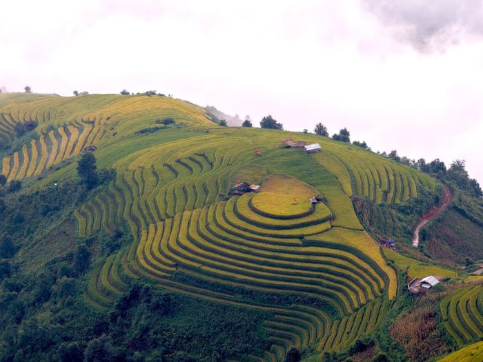 Mây trắng bảng lảng ôm lấy những dãy núi, tạo nên khung cảnh thơ mộng giữa mùa vàng Xím Vàng.