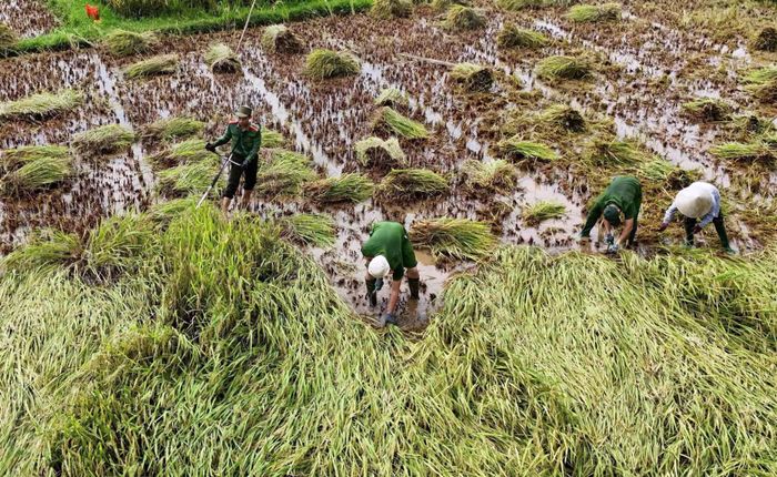 Không chỉ cắt lúa thủ công, cán bộ Công an xã Chiên Đàn còn sử dụng máy cắt để thu hoạch diện tích lúa bị ngã đổ.
