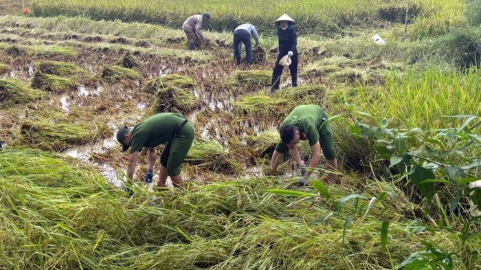 Ấm áp hình ảnh người "nông dân mặc áo xanh" cặm cụi cắt lúa giúp người dân.