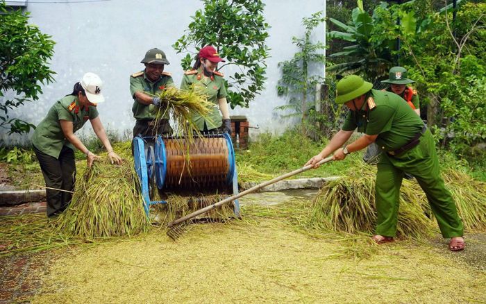 Cán bộ, chiến sĩ Công an xã Chiên Đàn tuốt lúa giúp bà con nông dân.