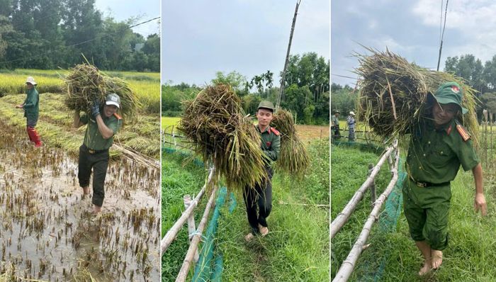 Lực lượng Công an xã Chiên Đàn vác lúa về nhà người dân sau khi gặt.
