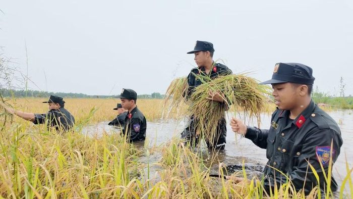 Cảnh sát cơ động dầm mình trong nước gặt lúa.