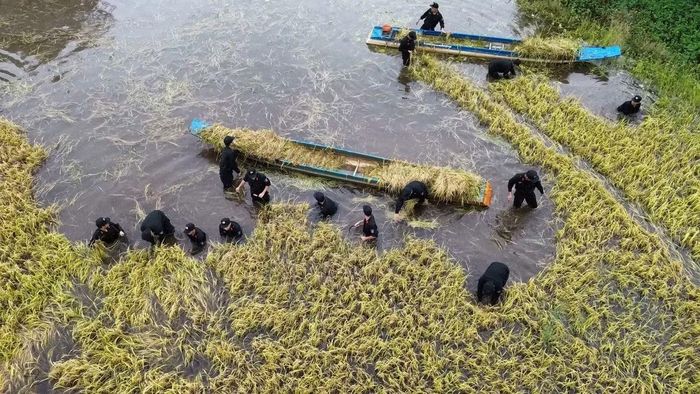 Nước lũ dâng cao hàng trăm hecta lúa đang vào mùa thu hoạch tại Tây Ninh bị ngập trong nước.