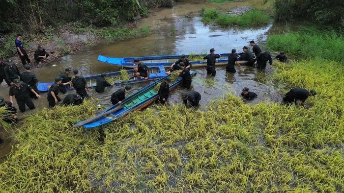 Trung đoàn Cảnh sát cơ động số 9 đã điều hàng trăm lượt cán bộ chiến sĩ xuống giúp dân gặt và vận chuyển lúa.