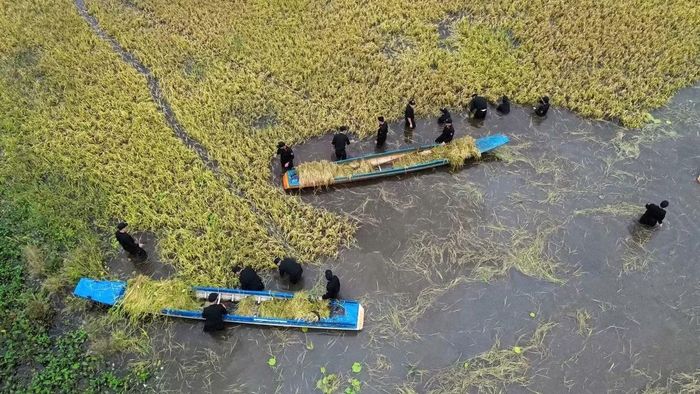 Nhiều cánh đồng lúa chín ngập trong nước.