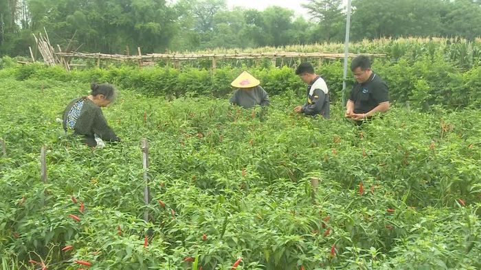 Theo kế hoạch, gần 10 ha ớt hữu cơ xã Hòa An sẽ triển khai đăng ký quy trình mã vùng trồng vào cuối năm 2026.