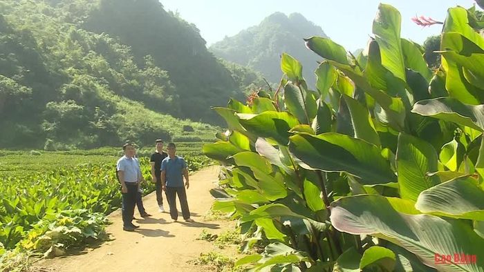  Lãnh đạo UBND xã Nguyễn Huệ khảo sát vùng nguyên liệu dong riềng tại 2 xóm Lũng Cút và Cốc Phát. 
