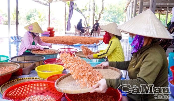 Cơ sở sản xuất tôm khô, ấp Khai Long, xã Ðất Mũi tạo việc làm thường xuyên cho hơn 10 lao động địa phương.