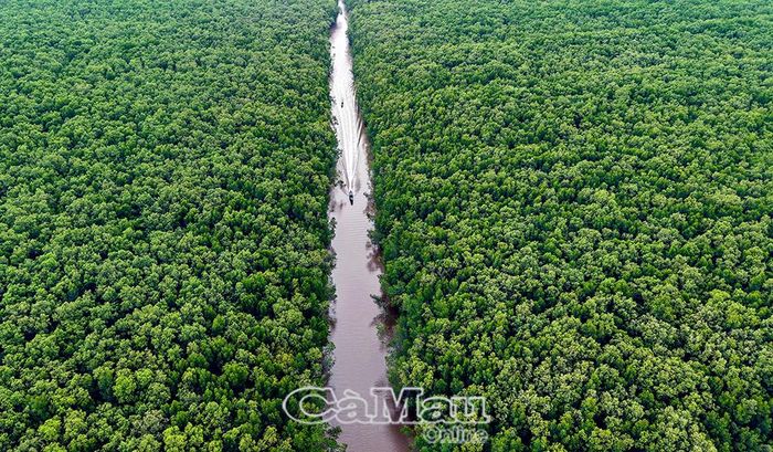 Từ điều kiện tự nhiên, những dòng sông giữa khu rừng Đất Mũi trở thành mạch giao thông, giữ nhịp sống của cư dân của vùng rừng.