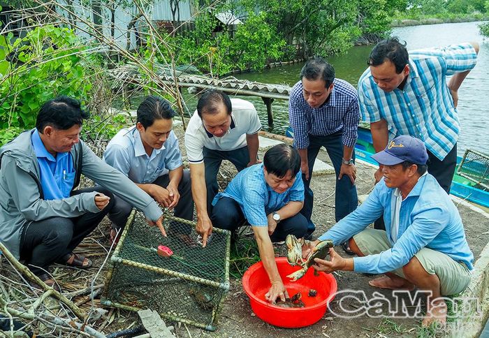 Cà Mau thực hiện mô hình liên kết sản xuất cua trên 2.000 ha với doanh nghiệp, ứng dụng phần mềm quản lý vùng nuôi và truy xuất nguồn gốc.