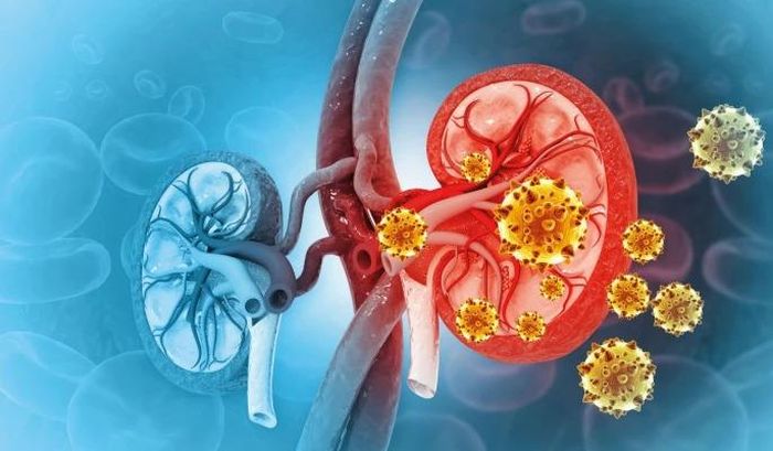 Thận có vai trò quan trọng nhưng lại là cơ quan tổn thương trong ânm thầm, khó phát hiện sớm