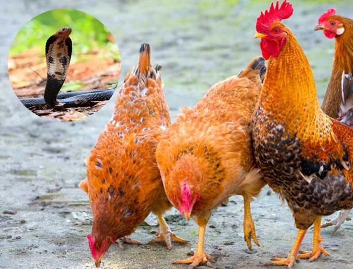 Gà, đặc biệt là gà trống, cũng có phản ứng nhanh khi phát hiện những con vật lạ - Ảnh minh hoạ/ Nguồn: Internet