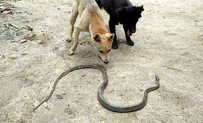 Chó là một trong những vật nuôi có khả năng cảnh giác cao - Ảnh minh hoạ/ Nguồn: Internet