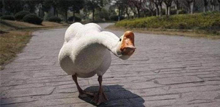 Nhiều người nuôi ngỗng để giữ nhà, cảnh báo khi có sự xuất hiện của những động vật lạ - Ảnh minh hoạ/ Nguồn: Internet