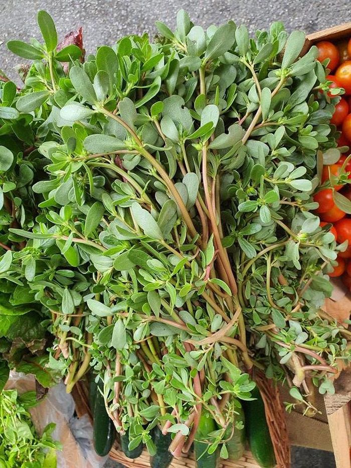 Rau sam vốn chỉ được xem là một loại cây dại quen thuộc ở làng quê - Ảnh minh hoạ