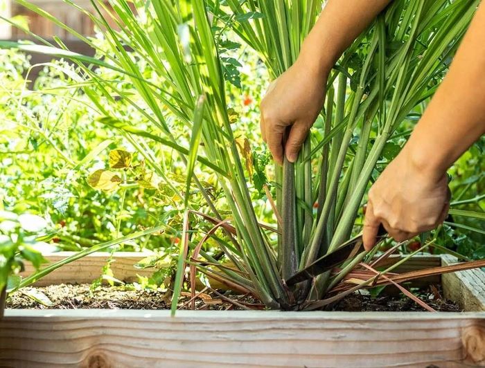 Tách bụi sả đúng cách để cây tiếp tục phát triển.