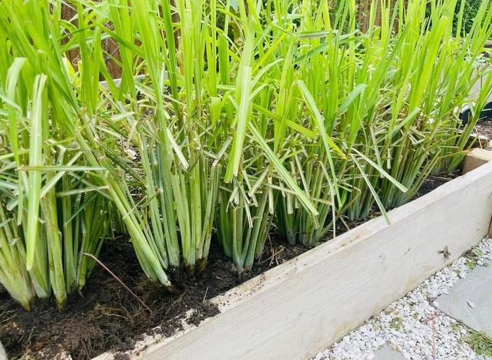 Nên chọn chậu rộng để việc thoát nước dễ dàng hơn.