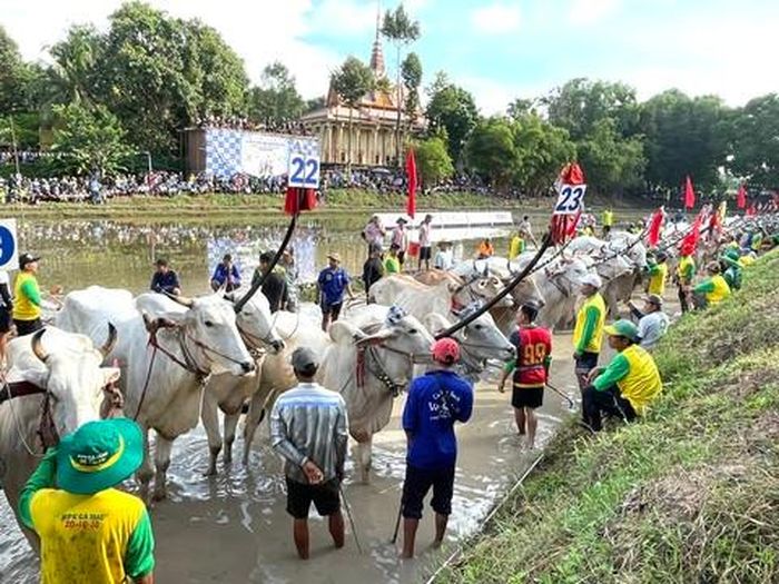 Hàng chục đôi bò tập trung trước giờ tranh tài