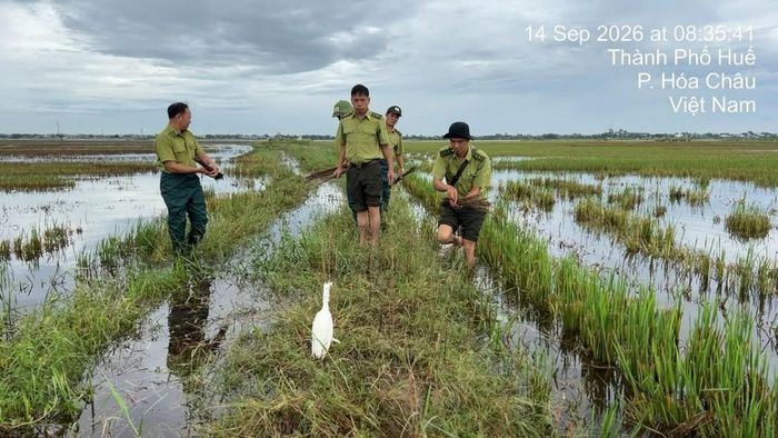...tái thả về môi trường tự nhiên 1 cá thể Cò mồi.