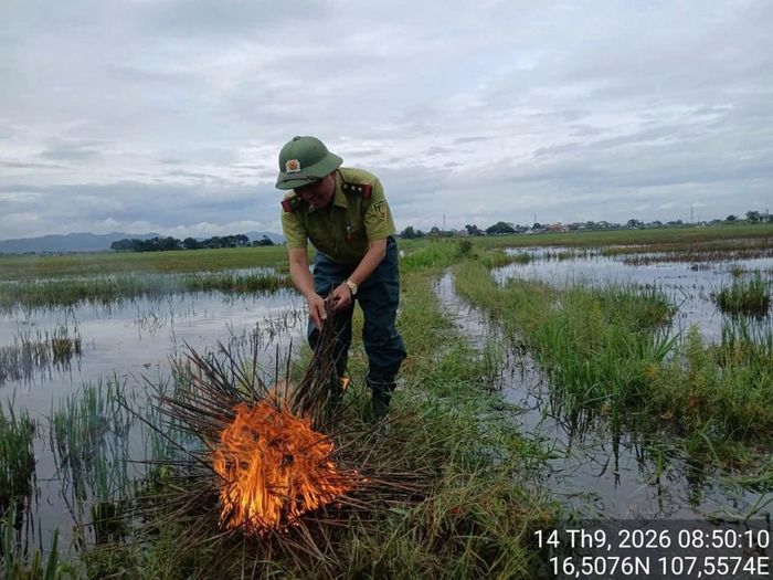 Tiến hành kiểm tra, phát hiện, tháo gỡ và tiêu hủy 500 que dính keo...