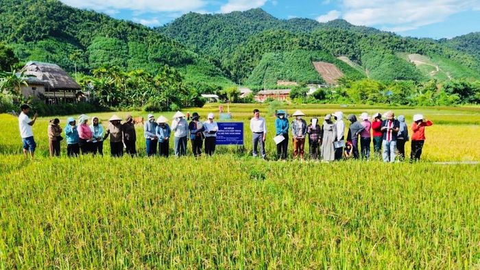 Mô hình trồng lúa Nếp Than vụ Hè Thu năm 2026, xã Khe Tre (Tp. Huế)